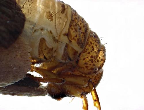 Northern Case Maker Caddisfly Larvae